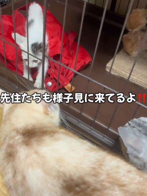 成猫に見られる子猫