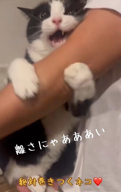 飼い主の腕に巻きつく猫