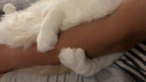 腕にしがみつく猫（前足部分のアップ）