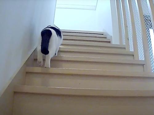 階段を上がる猫