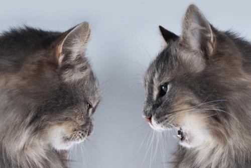 バチバチした猫