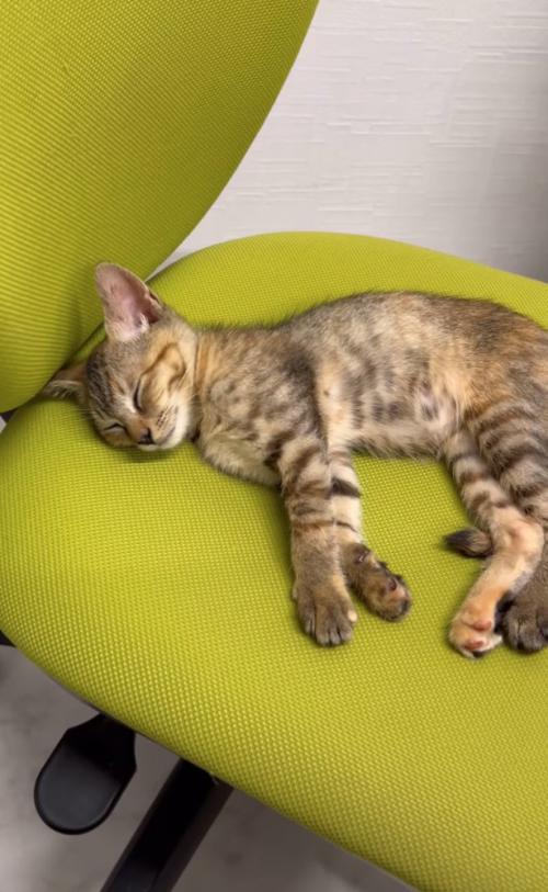 椅子で眠る子猫