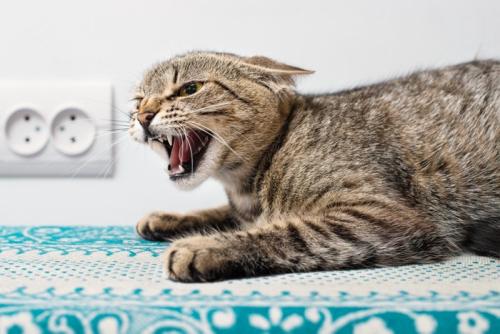 シャーする猫