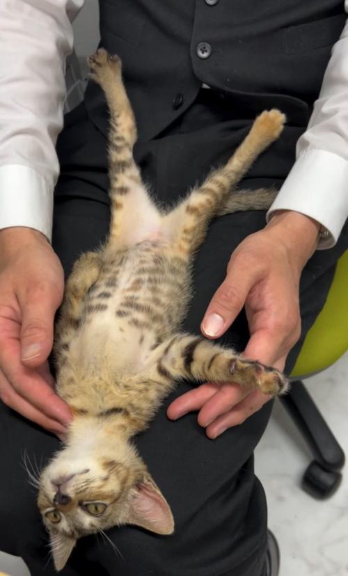 膝の上で仰向けになる子猫
