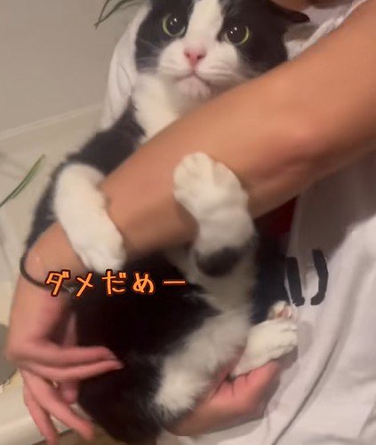 腕をつかみ直す猫
