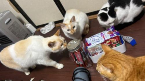 集まっている猫たち