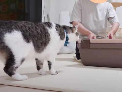 リビングの猫