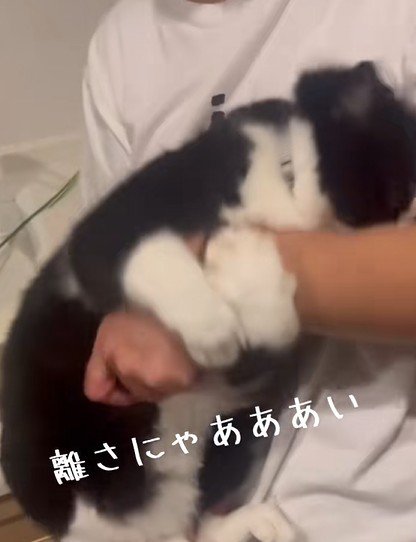 飼い主の手首をしっかりホールドする猫