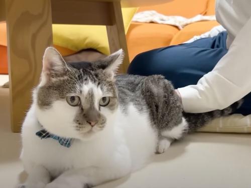 撫でてもらう猫