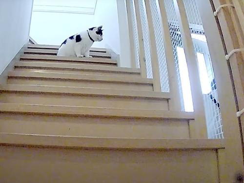 階段の猫