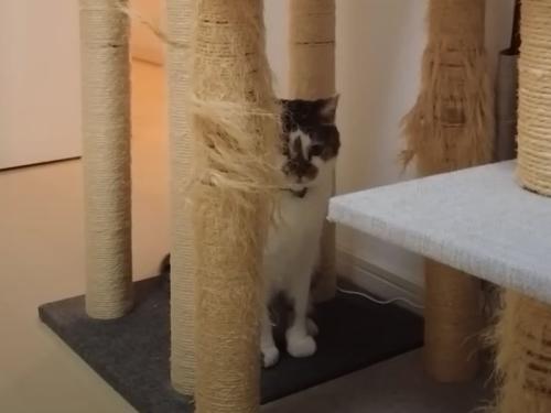 キャットタワーの下の猫