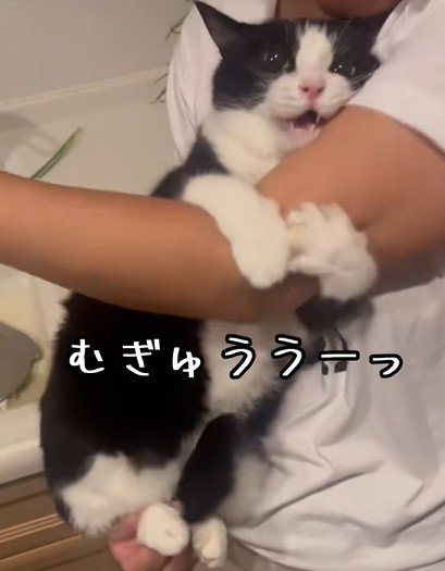 再び飼い主の腕に巻きつく猫