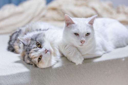 猫の微妙な空気感