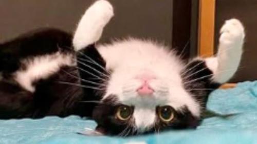 寝転がっている猫