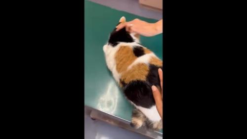 撫でるふたつの手