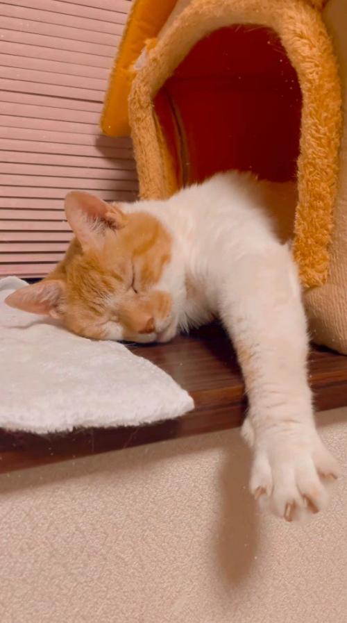 ペットハウスの中で眠る猫