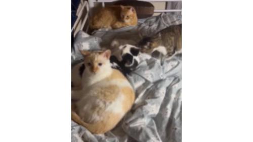 集まっている猫たち