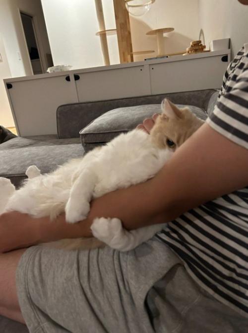 腕にしがみつく猫