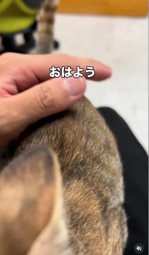 膝の上に乗ってくる子猫