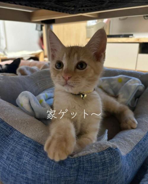 猫ベッドにいる猫