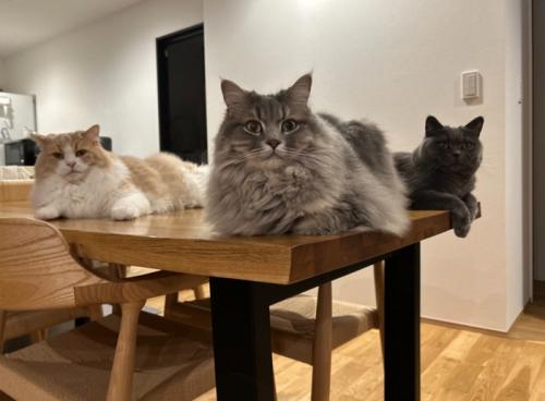 猫3匹