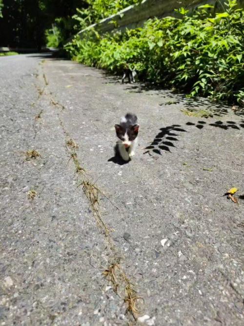 カメラに近づいてくる子猫