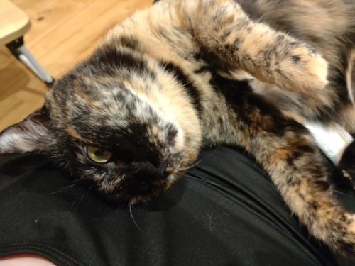 寝転がる猫