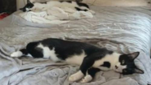 寝ている猫たち
