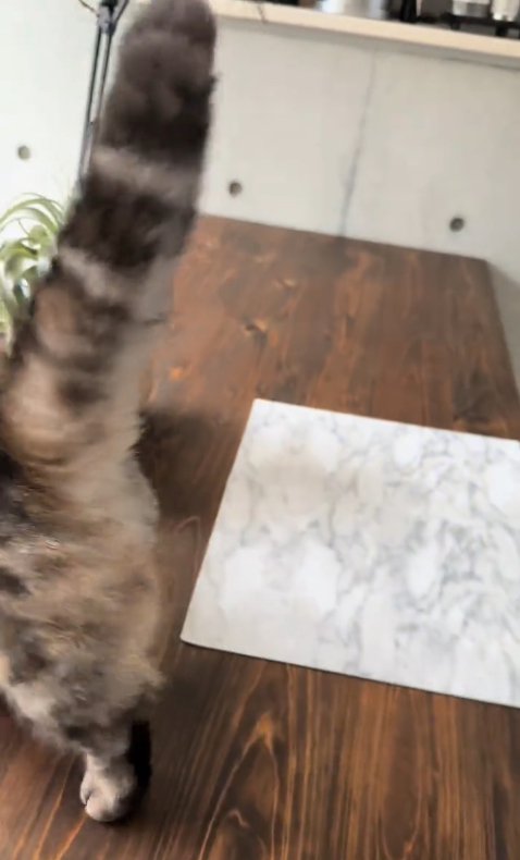 画面左側に見切れている猫のお尻