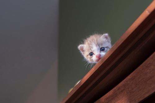 高いところから不安げに見つめる子猫