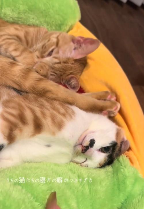 足を伸ばす猫