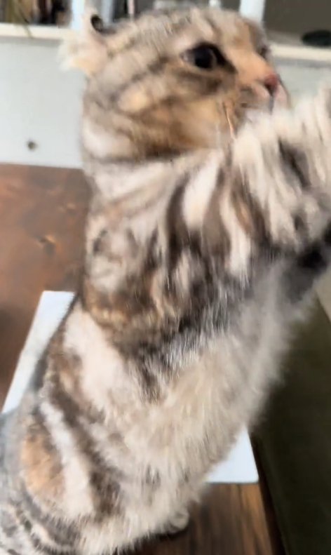 二本足で立っている猫