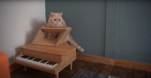 ダンボールに触れる猫