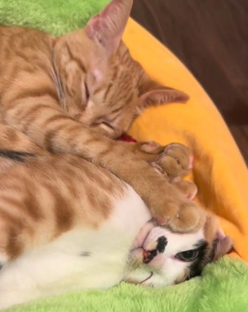 熟睡する猫