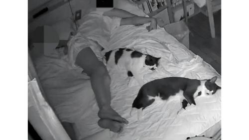 寝ている猫たち