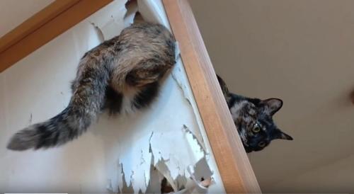 障子を突き破る猫