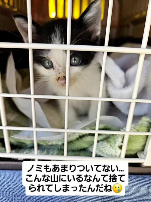 ペットキャリーに入れられた子猫