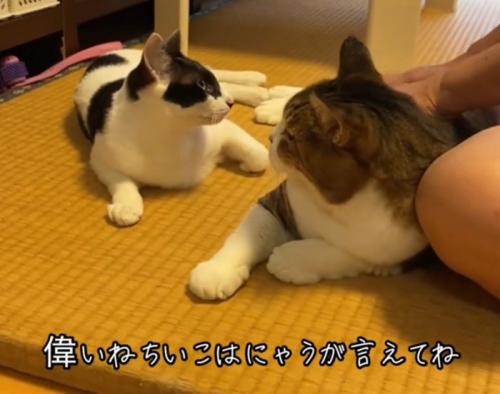 同居猫を見つめる猫