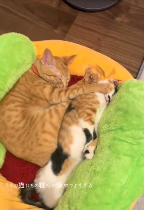 顔を押さえつける猫