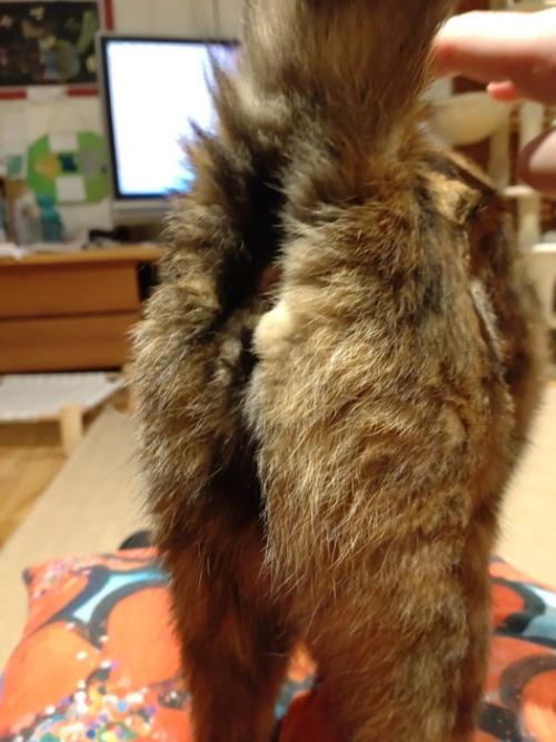 猫のおしり