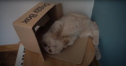 寝転がる猫