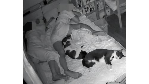 寝ている猫たち
