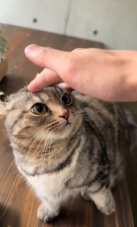 おでこに指を置かれている猫