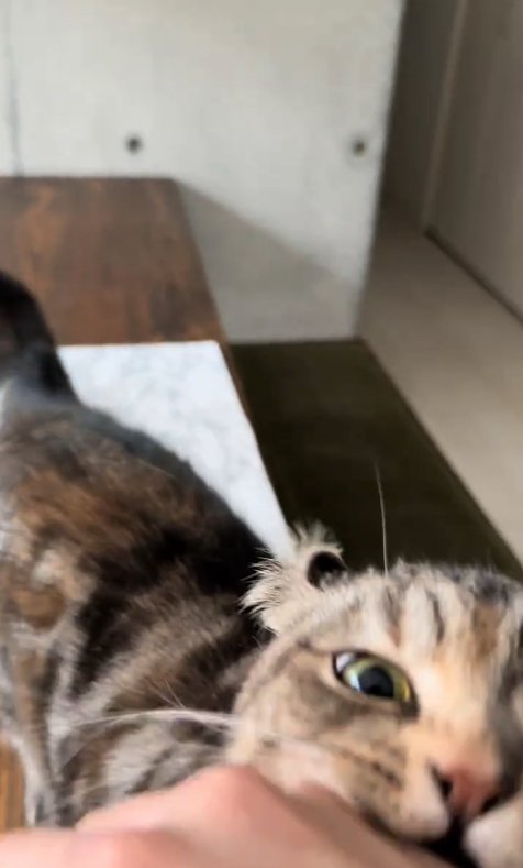 飼い主の手に噛みついている猫