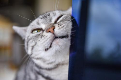 すりすりする猫