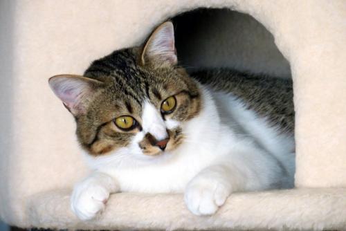 寝床から顔を出す猫
