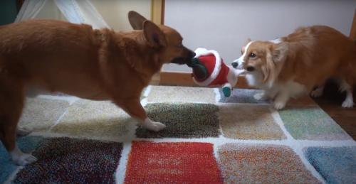 サンタを取り合う犬