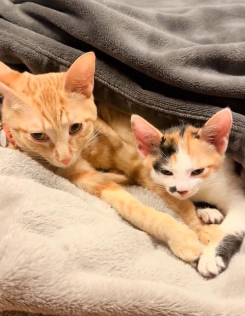 くつろぐ2匹の猫