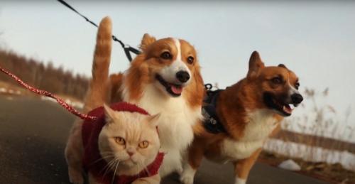 散歩する猫と犬