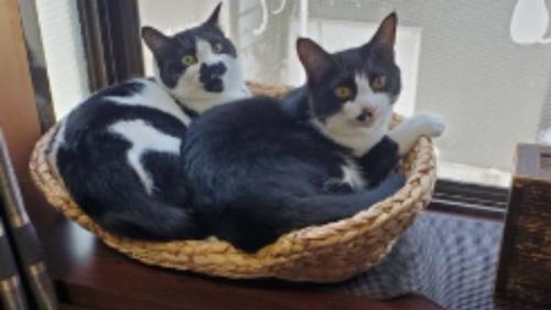 寝ている猫たち